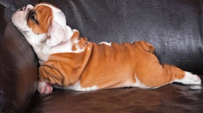 20 Cute English Bulldog Puppies You Wanna Take Home _ Cute Puppies Doing Funny Things