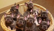 Cute Bulldog Puppies Video - Funny and Cute French Bulldog Compilation _ Dogs Awesome