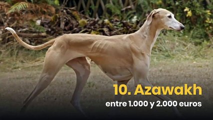 Las 10 razas de perro más caras del mundo