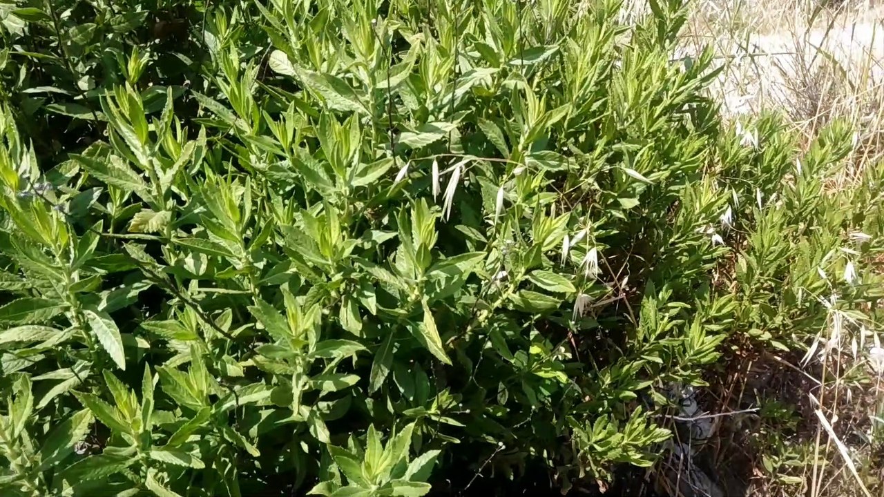 İşte o devasa yapışkan andız otu kanser otu hakkında bilgiler şifalı bitkiler videoları