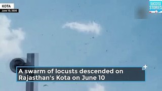 Watch Fresh locust attacks in Kota Pune UN warns of invasion in July