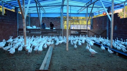 Başkan Güler’in projesi sayesinde kaz çiftliğini kurdu