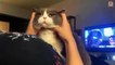Cats Have Funny Faces Funny and Cute Cats Compilation 2020 _ CuteVN Animals