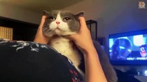 Cats Have Funny Faces Funny and Cute Cats Compilation 2020 _ CuteVN Animals