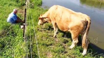 Une vache demande de l'aide à un passant pour une raison incroyable