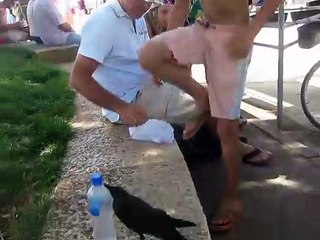 Ce corbeau très intelligent demande à boire