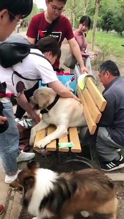 Mais comment ce gros chien a pu se retrouver coincé dans ce banc