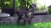 Baby Deer Found Alone in the Forest Adopted by a Goat!