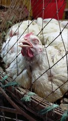 funny chicken in sleeping mood