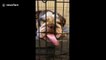 'Is it OK to lick the cage?' Dog in Florida licks its cage out of boredom