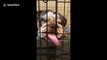 'Is it OK to lick the cage?' Dog in Florida licks its cage out of boredom