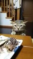 when the cat does not like food