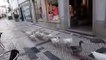 Bando de patos desconfinou e passeou pelas ruas de Torres Novas