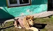 Leão usado como atração turística tinha as pernas partidas para não fugir