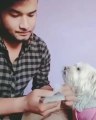 Laugh with this little, smart dog and see how he helps his owner Count the money..