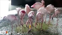 Video Shows Pinker Flamingos Are More Aggressive Toward Fellow Flamingos
