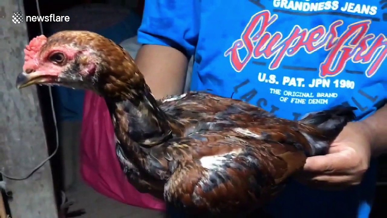 Bald rooster without feathers needs protection after being bullied by his siblings