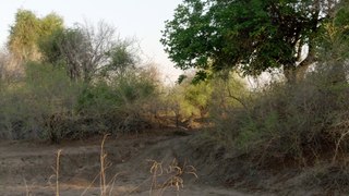 African Wildlife Predators: The Trials of Leopard Queen (English Subtitles) | BEST National Geographic Documentary FULL HD 2020 #DocuEngsubChannel