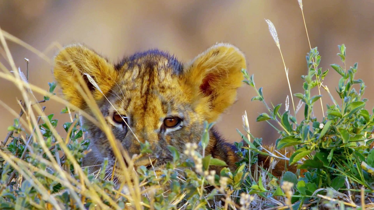 African Wildlife Predators: Lion Brothers in Arms (English Subtitles) | BEST National Geographic Wild Documentary FULL HD 2020 #DocuEngsubChannel