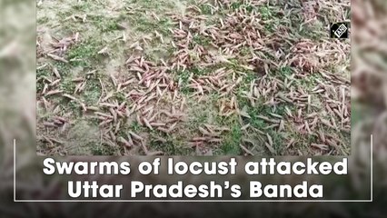 Swarms of locust attack Uttar Pradesh’s Banda