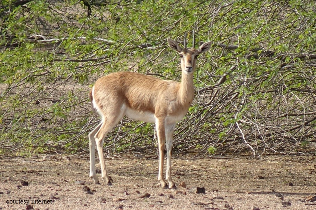 deer poaching at banar road jodhpur