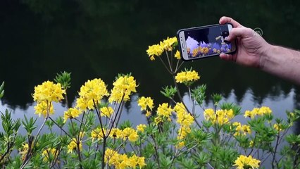 Doğu Karadeniz'in 'Balıklıgöl'ü doğaseverlerin rotasında - TRABZON