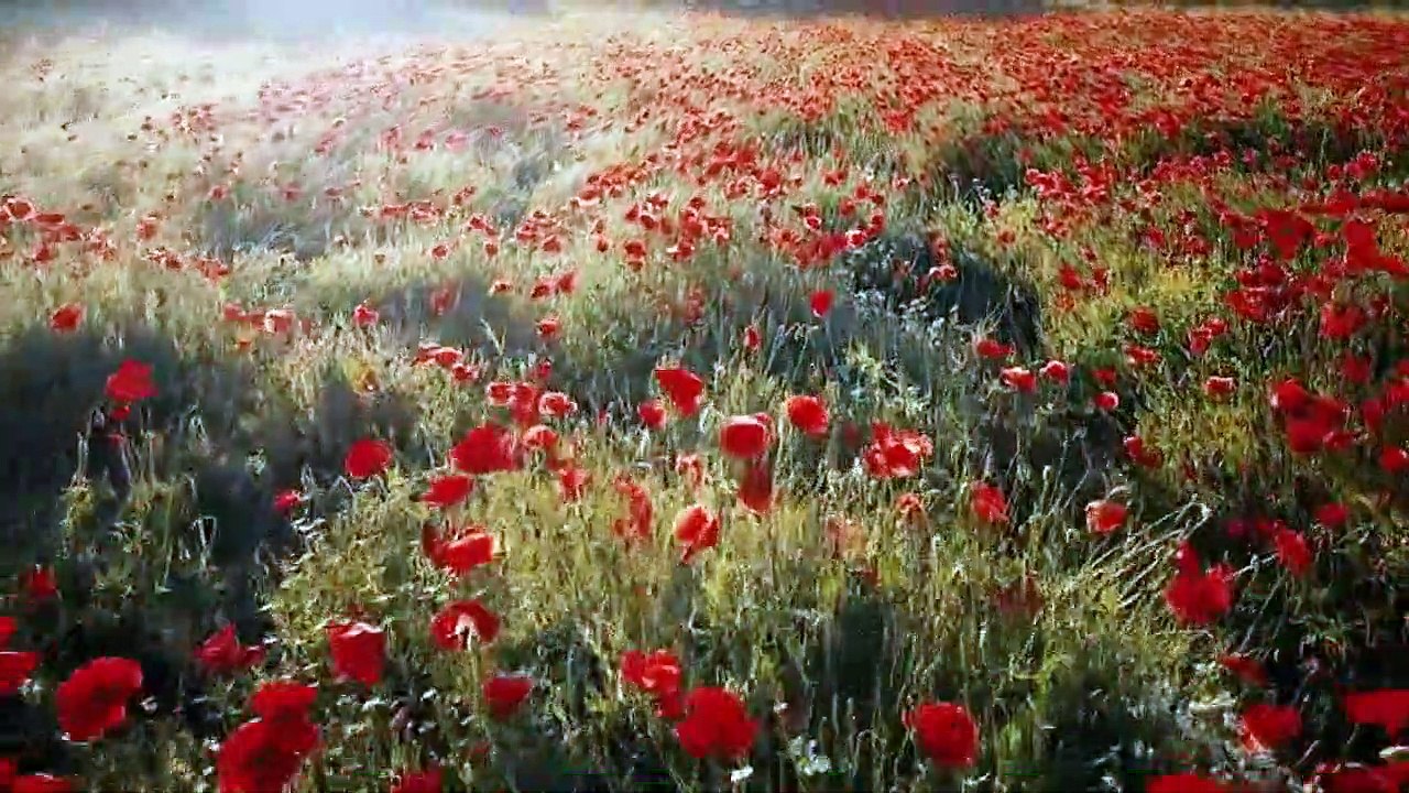 new music for deep sleep,meditation,yoga and stress relief.#whiterosebd#music#relax