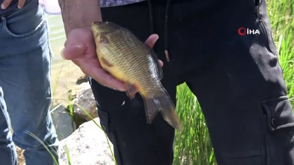 Balık yiyen köpeklerden şüphelendiler, toplu ölümlerle karşılaştılar