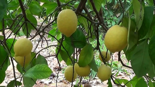 Doğu Akdeniz, Türkiye'nin turunçgil ihracatını 'sırtlıyor' - MERSİN