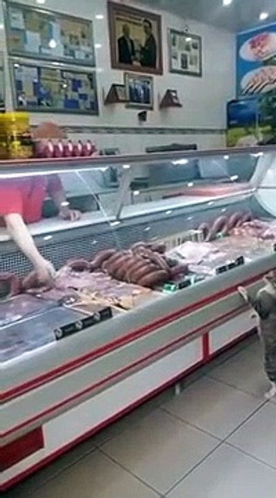 Animaux Et Humour Un Chat Dans Une Boucherie Video Dailymotion