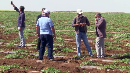 Diyarbakır karpuzunun rekoltesinde artış bekleniyor - DİYARBAKIR