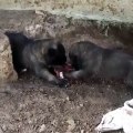 SiVAS KANGAL YAVRULARI SABAH KAHVALTISINI PAYLASAMIYOR - KANGAL DOG PUPPiES MEAT at BREAKFAST