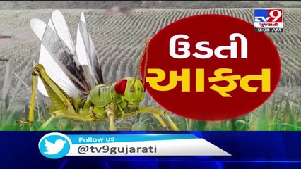 Farmers worried as swarm of locusts seen in parts of Mehsana