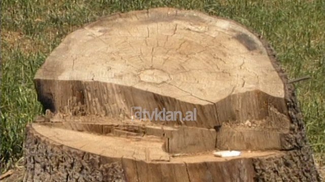 Lulishtet dhe ajri në Tiranë - (5 Qershor 2000)