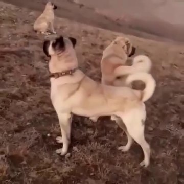 KANGAL ve COBAN KOPEKLERi MERADA GOREV - KANGAL DOG and SHEPHERD DOG at MiSSiON
