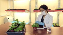 Aşı üretiminde 'yeşil bitki' formülü - ANTALYA