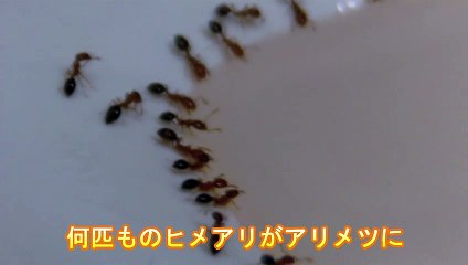 アリメツに群がるヒメアリ 20170523