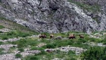 Munzur Dağları'nda yaban ve çengel boynuzlu dağ keçileri görüntülendi - TUNCELİ