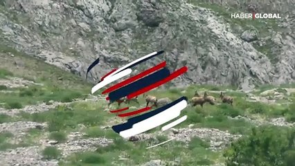 Munzur Dağları'nda çengel boynuzlu dağ keçileri görüntülendi