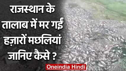 Rajasthan:  Jodhpur में तालाब का पानी सूखने से बड़ी तादाद में मछलियों की मौत | वनइंडिया हिंदी