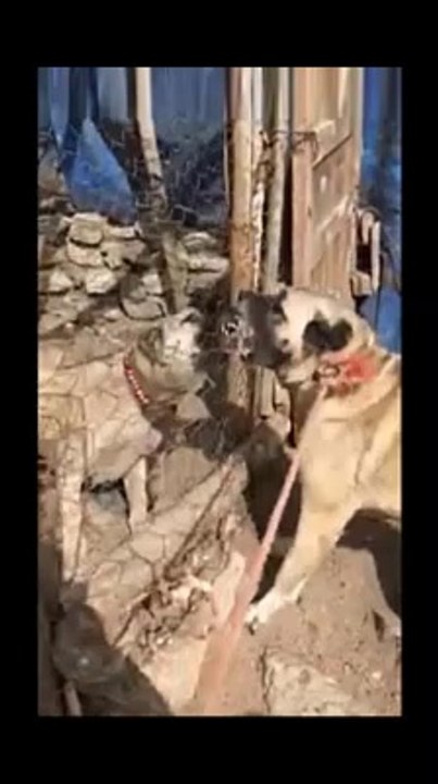 SAFKAN KANGALLARDAN SERT ATISMALAR - PURE BRED KANGAL DOGS VS