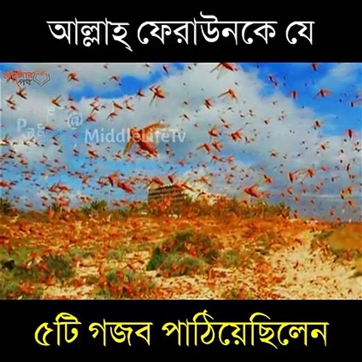 আল্লাহ ফেরাউনকে যে ৫টি গজব পাঠিয়েছিলেনঃ
