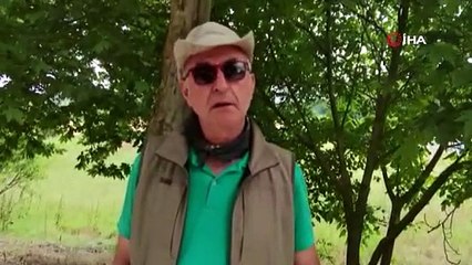 Çorum'da aslan görüldü iddialarına uzmanlardan sert tepki