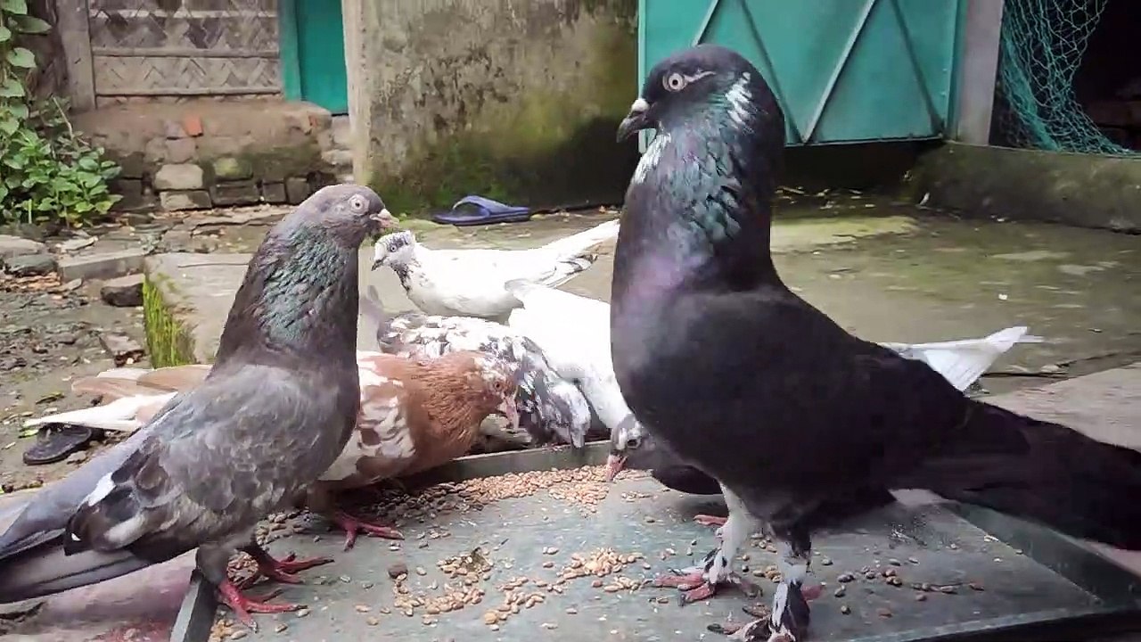 Pigeon Video