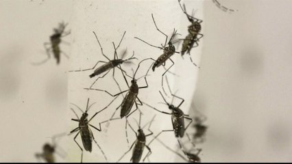 Vaccine hunt: How mosquito saliva may stop viruses