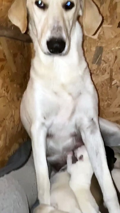 Puppies - Breastfeed