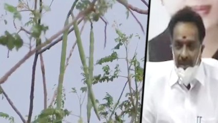 முருங்கைக்காய்.. ரூ 3 கோடியில் நிறுவனம் அமைக்க ஏற்பாடு.. அமைச்சர்