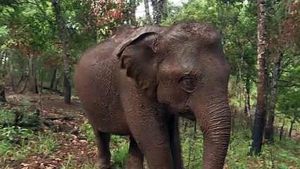 Pandémie: la grande migration des éléphants de Thaïlande