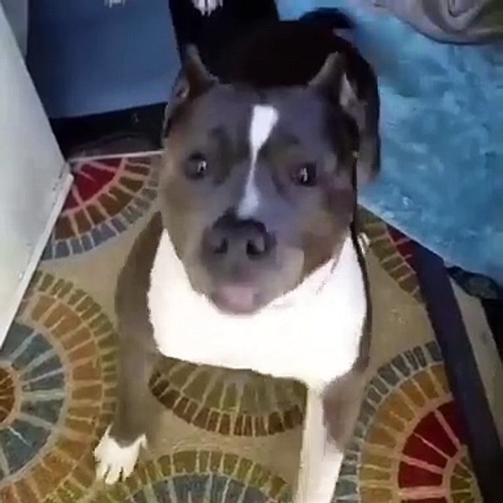 Beautiful babe dogs