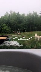 Doggo Playing with Deer in Backyard